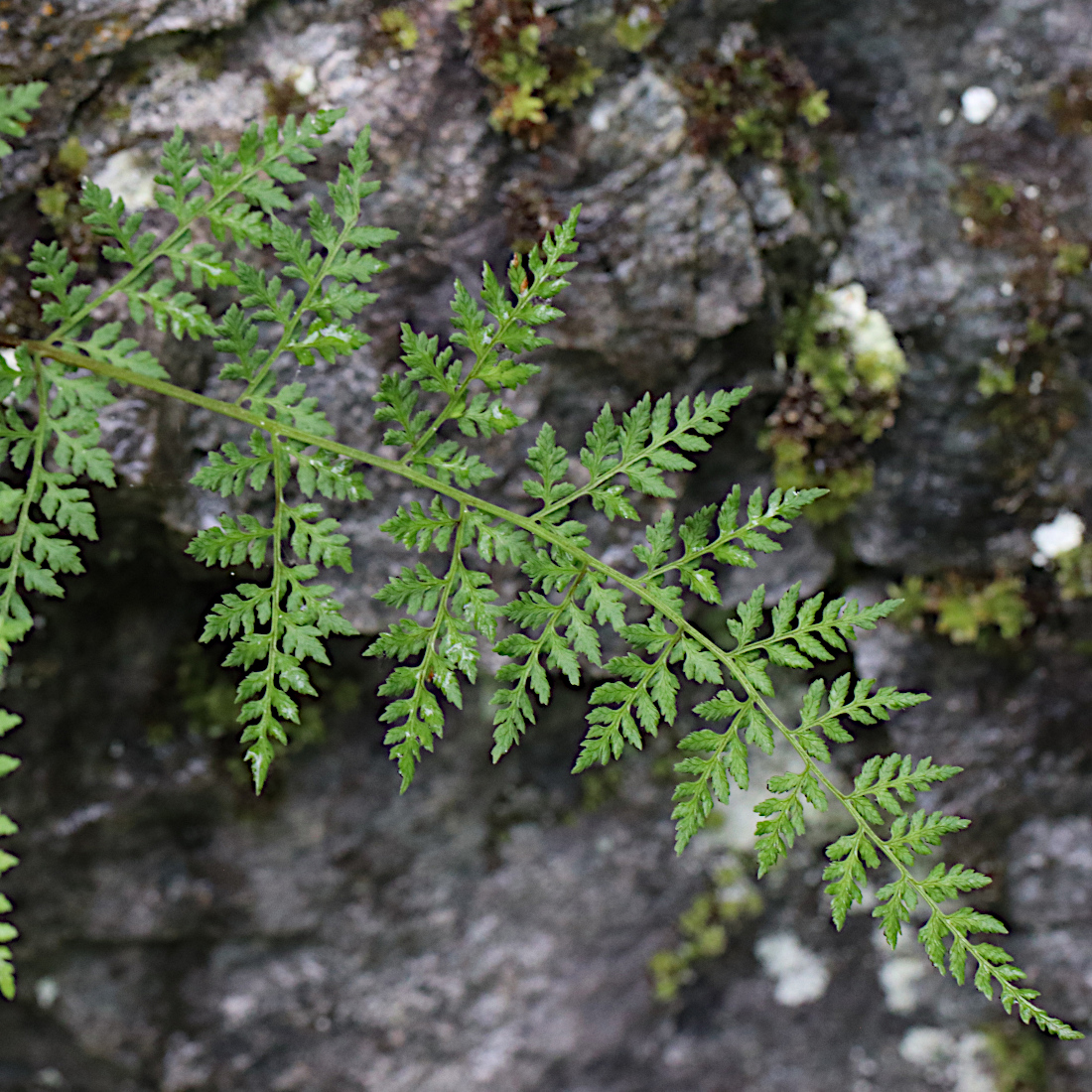 Zerbrechlicher Blasenfarn / Cystopteris fragilis